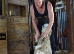 Auf der Schaf-Farm