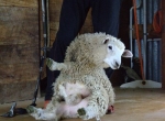 Auf der Schaf-Farm