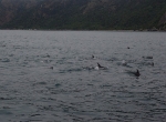 Mit Delphinen unterwegs
