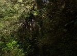 Waitomo Caves